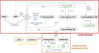 One-carbon pathway metabolites are altered in the plasma of subjects with Down syndrome: Relation to chromosomal dosage